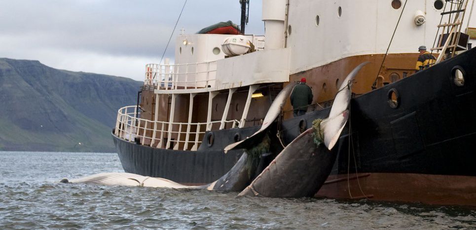 La chasse à la baleine est en crise... la Norvège décide donc de relever les quotas de 30%