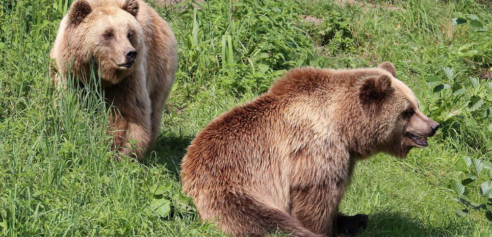 Les ourses couvent leurs petits plus longtemps... pour se protéger des chasseurs