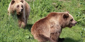 Les ourses couvent leurs petits plus longtemps... pour se protéger des chasseurs