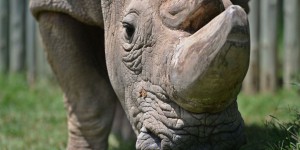 Non, la race des rhinocéros blancs ne s'est pas éteinte