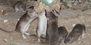 Les rats pullulent à Paris : 7 questions sur une invasion hors de contrôle