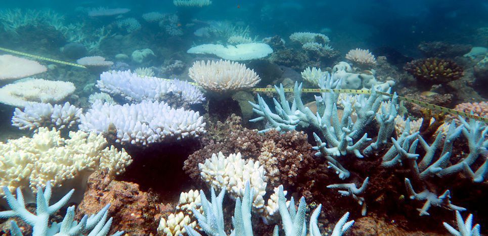 Australie : l'hécatombe 'catastrophique' des coraux dans la Grande Barrière