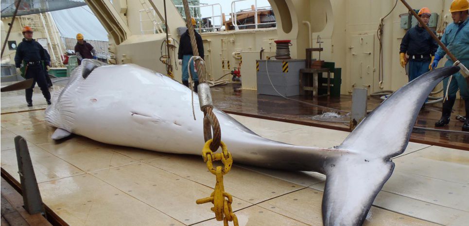 Chasse à la baleine : le Japon tue 333 cétacés dans l'Antarctique