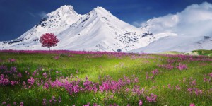 Climat : les plantes des montagnes grimpent de plus en plus haut
