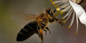 L'UE décide d'interdire trois néonicotinoïdes jugés dangereux pour les abeilles
