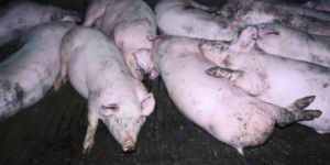 Maltraitance animale : L214 publie une nouvelle vidéo choc sur un élevage porcin