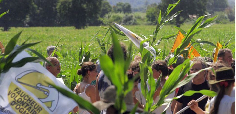 Les OGM : petit miracle ou gros désastre ?