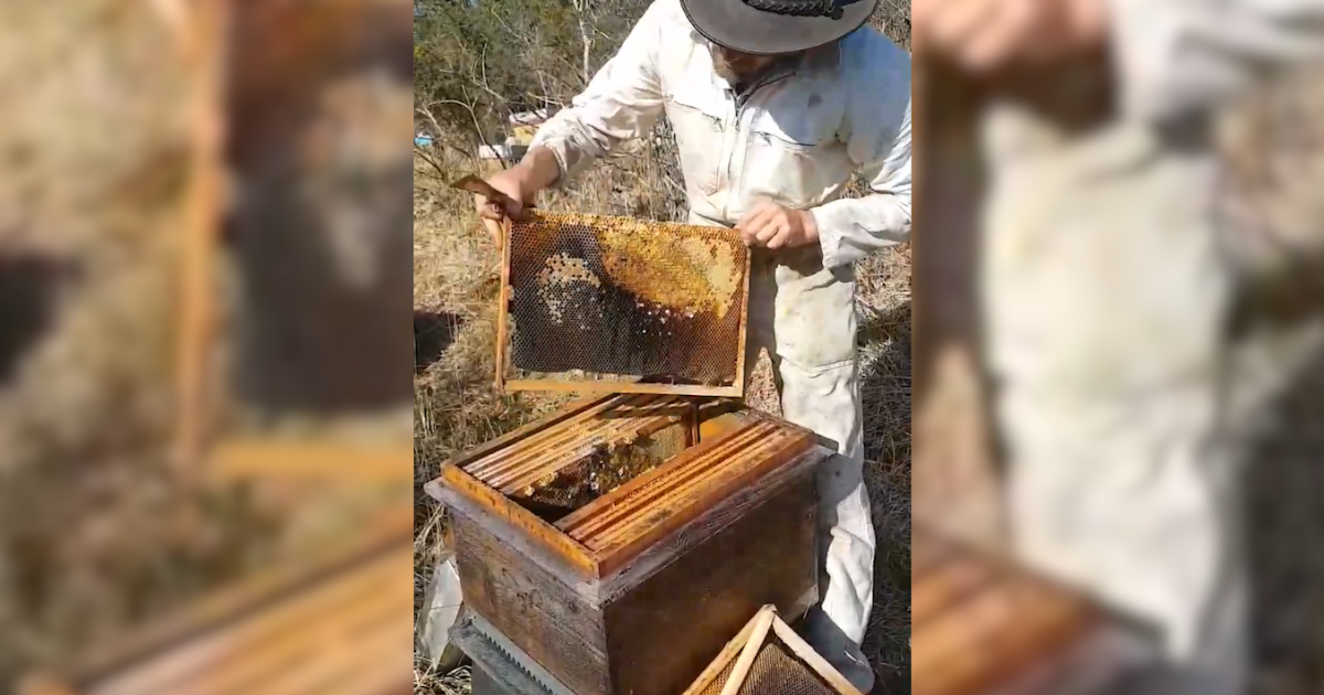 VIDEO. 'Toutes mes abeilles sont mortes intoxiquées'