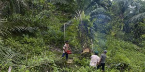Des élus LREM appellent Total à 'renoncer à l'huile de palme'