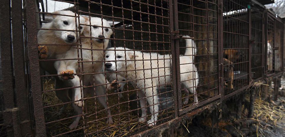 La Corée du Sud fait un pas vers l'interdiction de la viande de chien