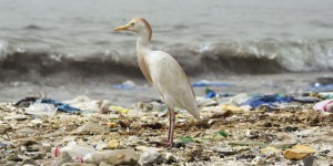La Méditerranée, bientôt une mer de plastique ? 