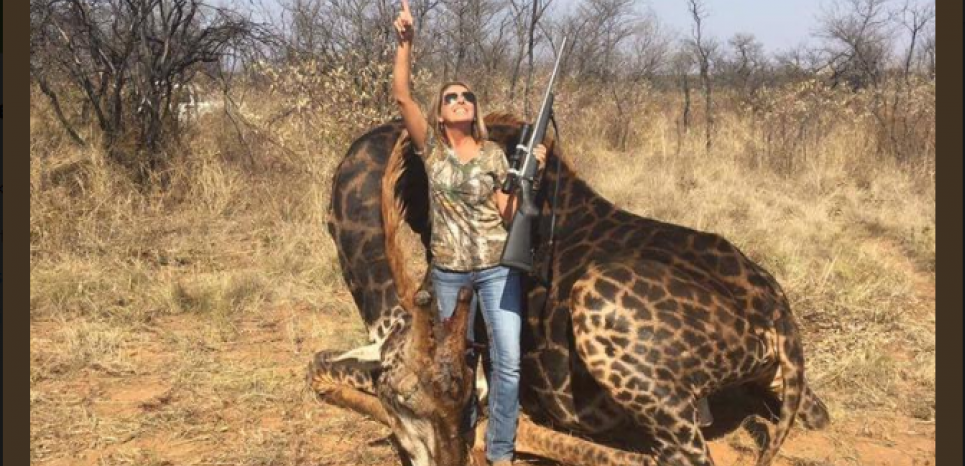 Une chasseuse s'exhibe devant une girafe noire et s'attire la haine des réseaux sociaux