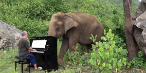 2 minutes d'une sonate de Chopin pour bercer des éléphants aveugles de Thaïlande