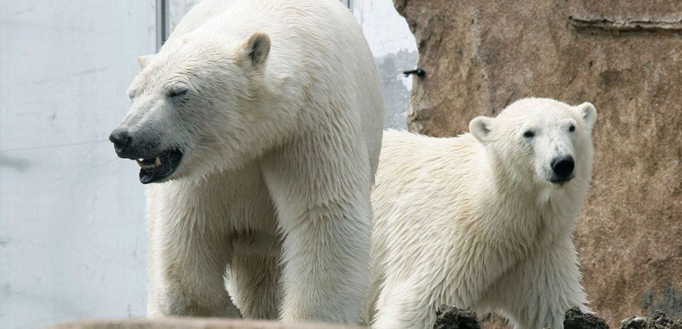 Des ours polaires victimes de la canicule au Marineland d'Antibes ? 