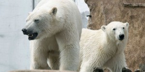 Des ours polaires victimes de la canicule au Marineland d'Antibes ? 