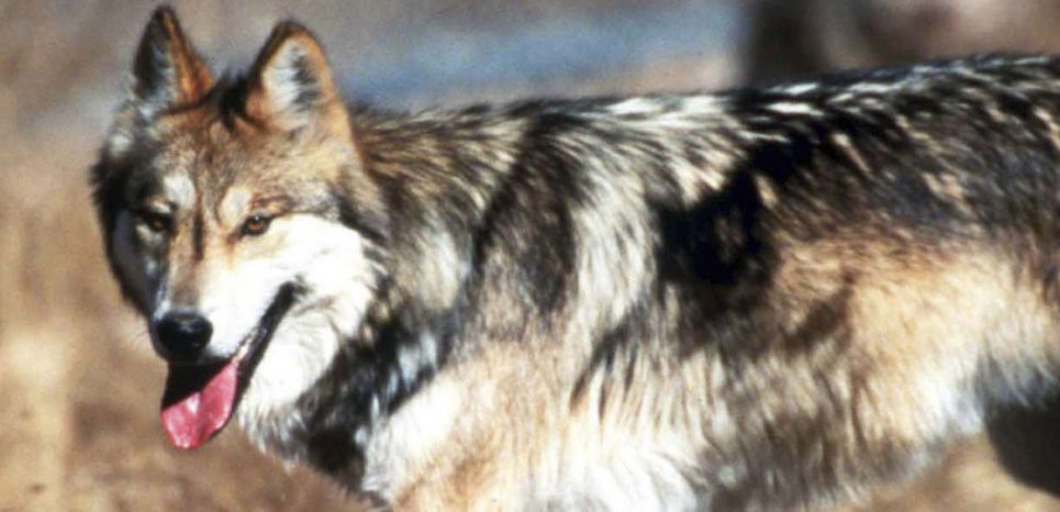 Présence d'un loup 'hybride' dans les Pyrénées-Atlantiques