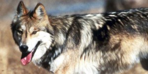 Présence d'un loup 'hybride' dans les Pyrénées-Atlantiques
