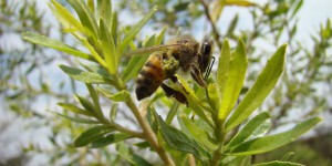 Le glyphosate serait (aussi) un tueur d'abeilles