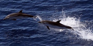 Hécatombe de dauphins et de phoques sur les côtes américaines