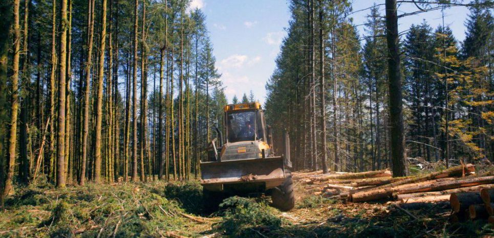 Beaucoup de pesticides et moins d'oiseaux : nos forêts sont devenues des 'usines à bois'