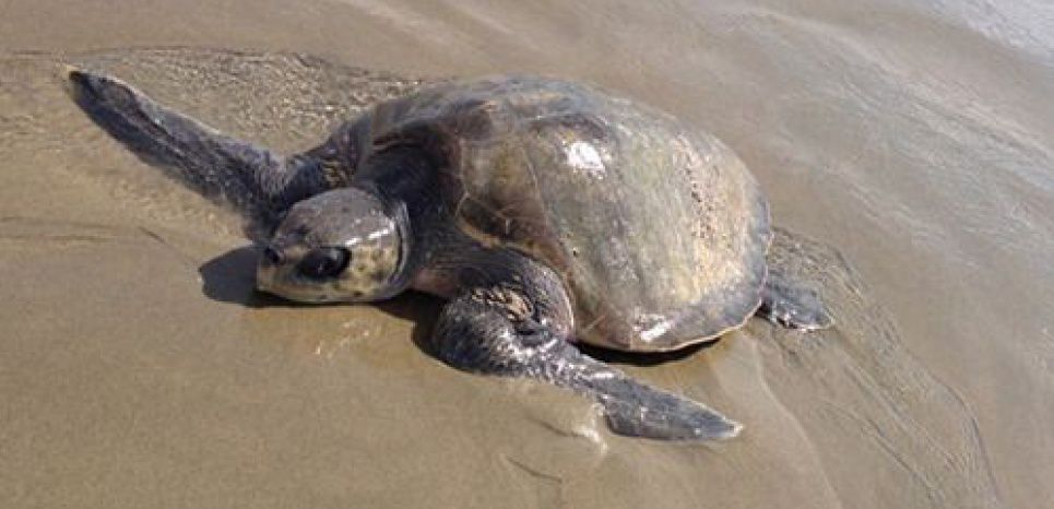 Les tortues sont en train de disparaître et c'est très mauvais signe pour l'humanité