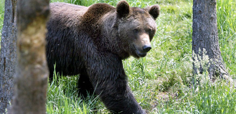 Une ourse slovène lâchée en Béarn, les antis promettent de la 'traquer'