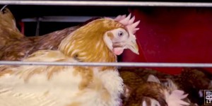 Oui, des poules sont toujours élevées en cage. Et vous mangez leurs oeufs sans le savoir