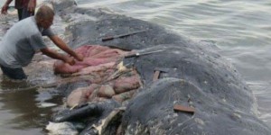Une baleine retrouvée morte avec 115 gobelets en plastique dans le ventre