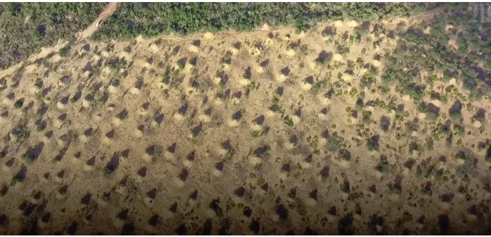 Au Brésil, des termites ont colonisé une zone aussi vaste que la Grande-Bretagne