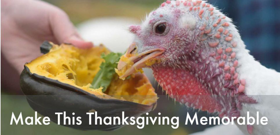Thanksgiving : 'Ne mangez pas de dinde, adoptez-la !'