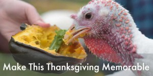 Thanksgiving : 'Ne mangez pas de dinde, adoptez-la !'