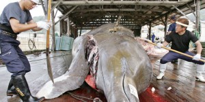 Le Japon ne se cache plus pour pêcher des baleines 