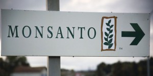 Glyphosates : des eurodéputés dénoncent un vaste plagiat de Monsanto