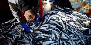 L’association Bloom attaque l’Etat français pour sauver les fonds marins