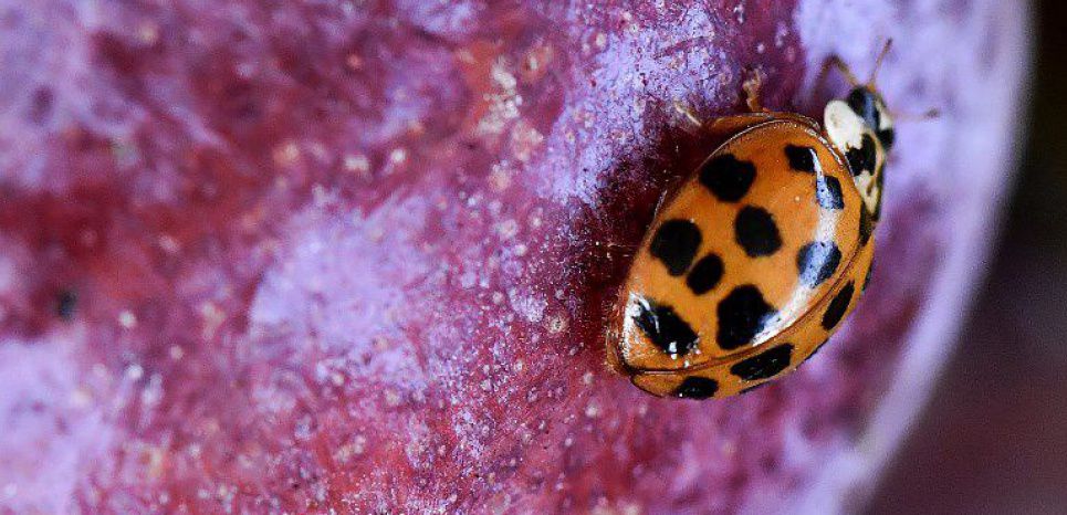 Les insectes, un déclin mondial sans précédent
