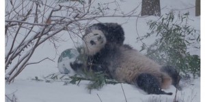 Quand la neige fait la joie des pandas du zoo de Washington