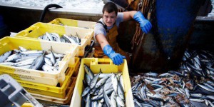 Un poisson français sur trois est issu de la surpêche : voici les espèces à éviter
