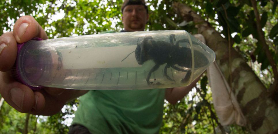 Voici à quoi ressemble la plus grosse abeille du monde 
