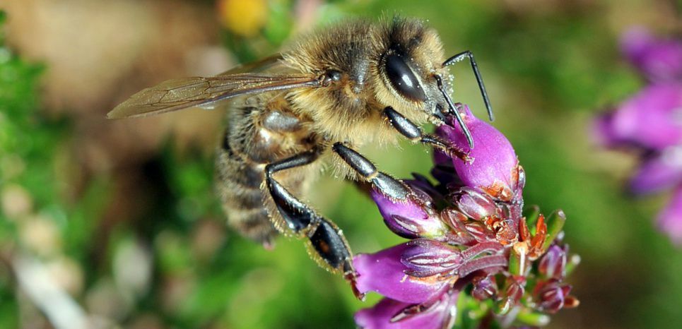 Un apiculteur envoie 60.000 lettres remplies de graines de trèfles pour sauver les abeilles