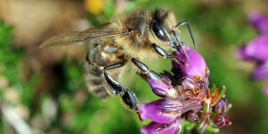 Un apiculteur envoie 60.000 lettres remplies de graines de trèfles pour sauver les abeilles