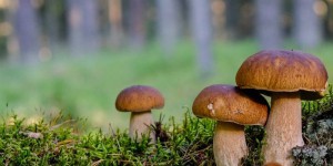 Arbres et champignons : une alliance au secours de la planète ?
