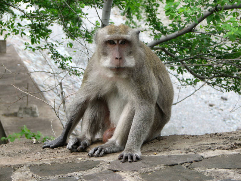 Un rapport dénonce l’utilisation de singes menacés d’extinction comme cobayes dans des laboratoires