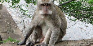 Un rapport dénonce l’utilisation de singes menacés d’extinction comme cobayes dans des laboratoires