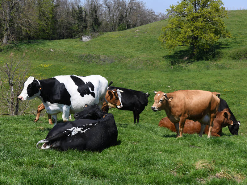 La Cour des comptes recommande de réduire le cheptel de vaches pour limiter les émissions de gaz à effet de serre