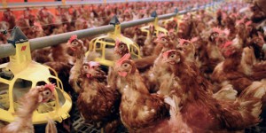 « Des usines plus que des fermes » : 60 % des animaux concentrés dans 3 % des exploitations françaises