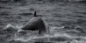 En Norvège, un projet controversé sur les baleines suspendu après la noyade d’un cétacé