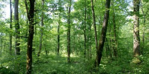 Biodiversité : 39 mesures pour sauvegarder la nature
