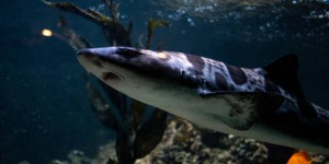 L’Union européenne pourrait interdire le commerce des ailerons de requins