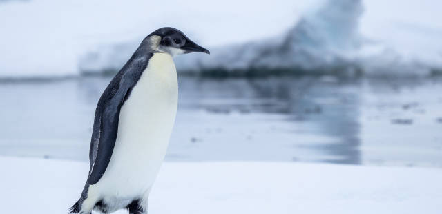 Antarctique : les poussins de manchots empereurs, premières victimes de la fonte de la banquise