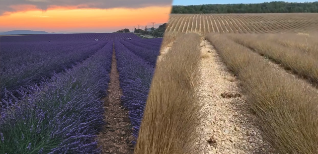 Des champs de lavande ravagés par une chenille dans le sud-est de la France